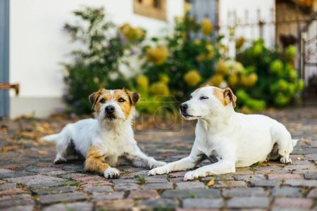 Foto de Un hermoso tiro de 2 perros terrier blancos y jengibre Jack Russell en una granja - Imagen libre de derechos