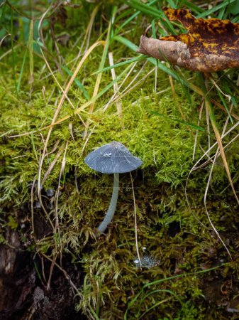 Photo for A vertical shot of a harefoot mushroom in a forest - Royalty Free Image