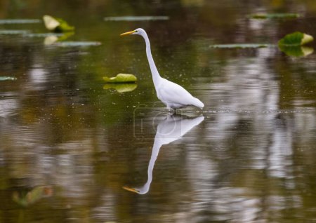 Foto de Un primer plano de una gran garza blanca caminando en un estanque - Imagen libre de derechos