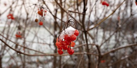 Foto de Un primer plano de una rama con bayas rojas cubiertas de nieve - Imagen libre de derechos