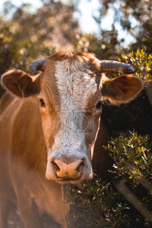Foto de Una toma vertical de una vaca marrón y blanca en el campo en un día soleado - Imagen libre de derechos