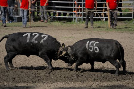 Téléchargez les photos : Une fête traditionnelle de deux vaches noires se battant avec des cornes au soleil - en image libre de droit