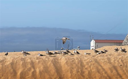Téléchargez les photos : Une colonie de mouettes sur la plage de sable sous un soleil éclatant - en image libre de droit