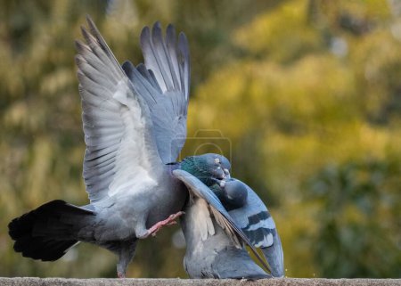 Téléchargez les photos : Un gros plan de colombes tworock ou de pigeons communs (Columba livia) combattant sur un mur - en image libre de droit