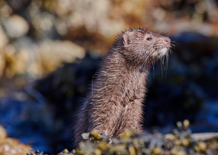 Photo for A shallow focus shot of a mink - Royalty Free Image