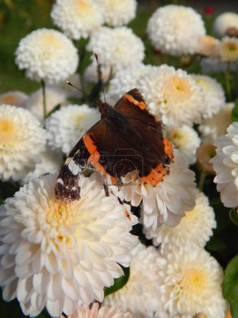 Téléchargez les photos : Un gros plan vertical d'un beau papillon brun orangé sur des fleurs de chrysanthème blanc - en image libre de droit