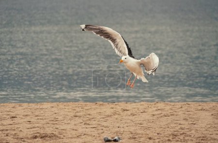 Foto de Una hermosa gaviota está a punto de aterrizar en la playa del Mar Báltico - Imagen libre de derechos