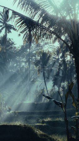 Foto de Una vista del paisaje de la luz del sol que viene entre los árboles en la selva tropical - Imagen libre de derechos