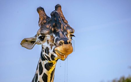 Téléchargez les photos : Photographie animalière au zoo de Guadalajara, Mexique - en image libre de droit