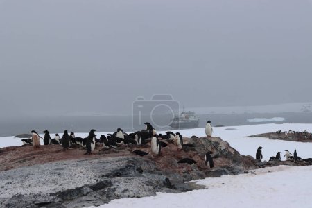 Téléchargez les photos : Paysage d'une colonie de pingouins marchant dans la neige sous le ciel blanc - en image libre de droit