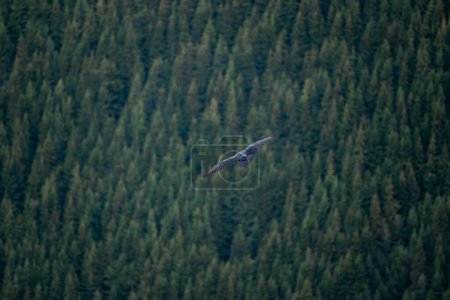 Téléchargez les photos : Vue aérienne d'un oiseau en vol au-dessus d'une forêt verte - en image libre de droit