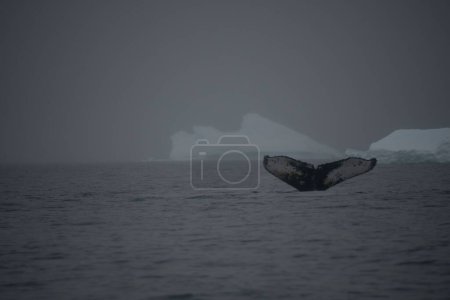 Foto de La cola de una ballena que aparece por encima de la superficie de un mar oscuro bajo un cielo cubierto de niebla en la Antártida - Imagen libre de derechos