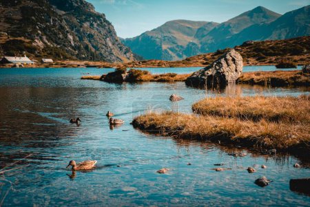 Foto de Un pintoresco disparo de una bandada de patos nadando en un lago - Imagen libre de derechos