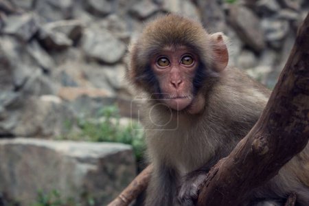 Foto de Un joven Macaco Japonés sentado en una superficie de madera en un zoológico - Imagen libre de derechos