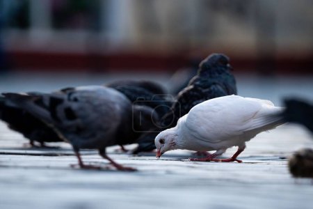 Téléchargez les photos : Un gros plan d'un troupeau de pigeons perchés sur le sol et mangeant - en image libre de droit