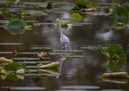 Foto de Un primer plano de una gran garza blanca caminando en un estanque - Imagen libre de derechos