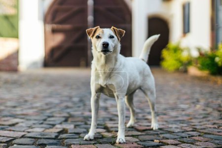 Téléchargez les photos : Gros plan d'un chien Jack Russell terrier blanc et roux dans une ferme - en image libre de droit