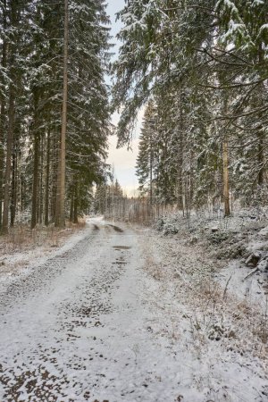 Téléchargez les photos : Un plan vertical d'un long sentier de terre à travers une belle forêt enneigée - en image libre de droit