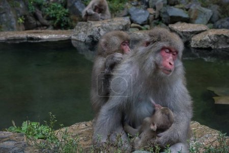 Photo for A young Japanese Macaque breastfeeding on its mother in a zoo - Royalty Free Image