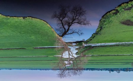 Téléchargez les photos : Les canaux à travers les champs agricoles et un arbre sans feuilles avec son image reflétant dans l'eau - en image libre de droit