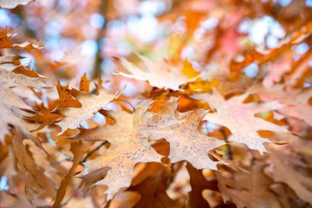 Téléchargez les photos : Gros plan des feuilles rouges d'automne d'un chêne nordique (Quercus rubra)) - en image libre de droit