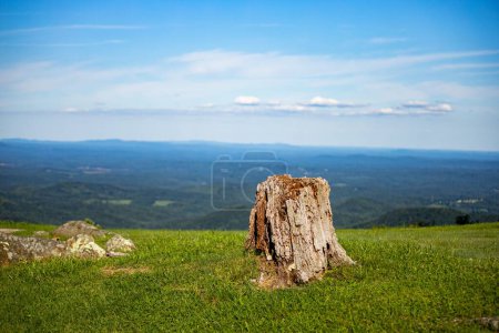 Foto de Una vista panorámica de un tronco de árbol en una colina contra un paisaje verde en un día soleado - Imagen libre de derechos