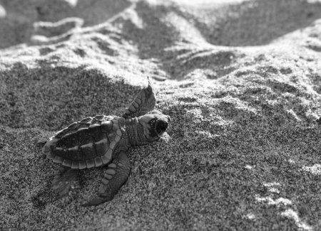 Téléchargez les photos : Échelle de gris d'une tortue caouanne, Caretta caretta posée sur une plage de sable - en image libre de droit