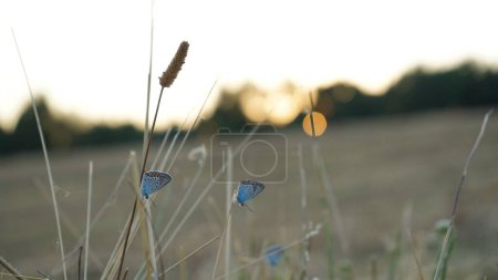 Téléchargez les photos : Un gros plan de papillons dans un champ au coucher du soleil - en image libre de droit