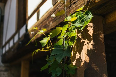 Photo for A closeup shot of a vine climbing up a historic German farm house - Royalty Free Image