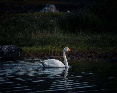 Photo for A beautiful white swan swimming peacefully in a dark blue lake in northern Norway - Royalty Free Image