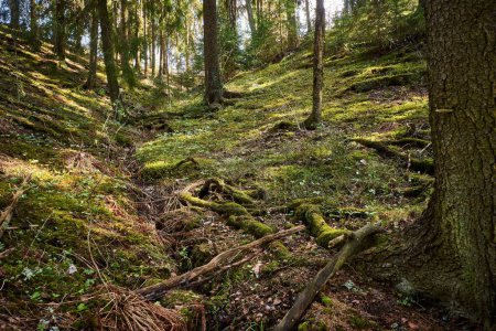 Téléchargez les photos : Un beau cliché d'une forêt verdoyante et luxuriante avec des brindilles - en image libre de droit