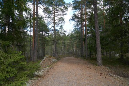 Téléchargez les photos : Un sentier pédestre dans une forêt avec de grands pins - en image libre de droit