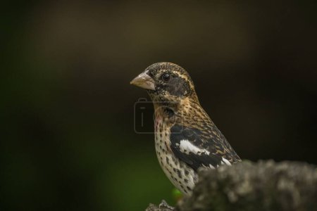 Photo for A closeup shot of a rose-breasted grosbeak bird perched on a tree branch - Royalty Free Image