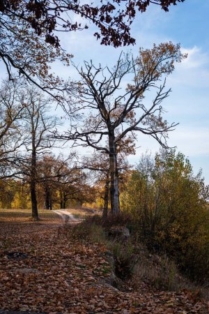 Téléchargez les photos : Un plan vertical d'arbres dans le parc en automne, Gomel, Biélorussie - en image libre de droit