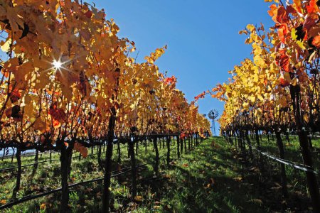 Photo for A beautiful vineyard in Napa Valley on a sunny day in the fall - Royalty Free Image