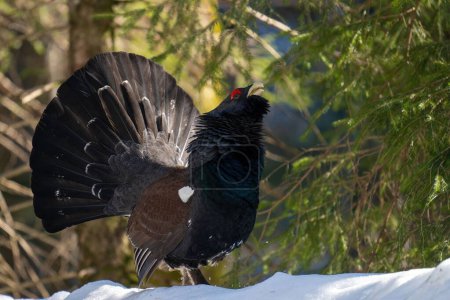 Photo for An Eurasian capercaillie bird standing on the snow calling during courtship display - Royalty Free Image