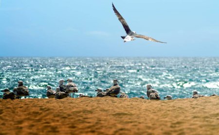 Téléchargez les photos : Une colonie de mouettes sur la plage de sable sous un ciel bleu vif - en image libre de droit