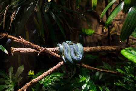 Téléchargez les photos : Gros plan d'un python vert sur un tronc d'arbre dans un zoo - en image libre de droit