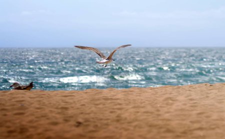 Foto de Una colonia de gaviotas en la playa de arena bajo el cielo azul brillante - Imagen libre de derechos