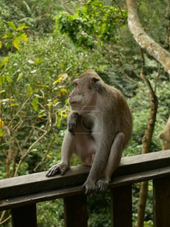 Photo for A monkey sitting on a wooden fence. - Royalty Free Image