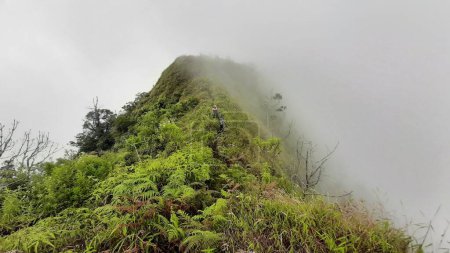 Téléchargez les photos : Vue en angle bas d'un pic de montagne vert mousseux sous un ciel brumeux - en image libre de droit