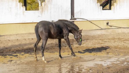 Foto de Un caballo negro caminando en barro. - Imagen libre de derechos