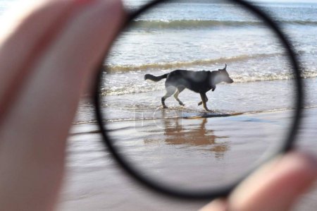 Foto de Un lindo perrito paseando por la playa, visto a través de una lupa - Imagen libre de derechos