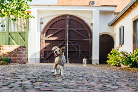 Téléchargez les photos : Un beau cliché de 2 chiens Jack Russell terrier blancs et roux sur une ferme - en image libre de droit