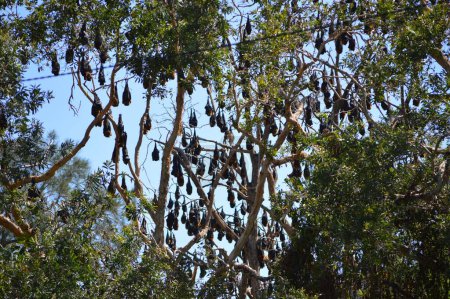 Téléchargez les photos : Renards volants suspendus dans l'arbre - en image libre de droit
