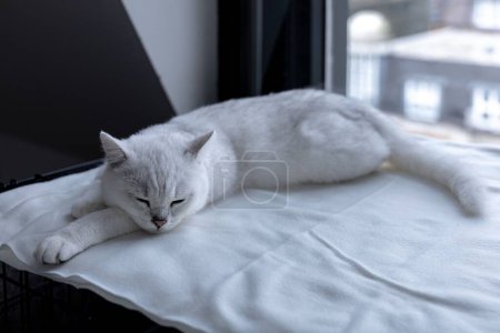 Téléchargez les photos : Un chat à poil court britannique blanc couché sur un tissu blanc à côté de la fenêtre. - en image libre de droit