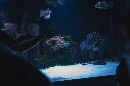 Téléchargez les photos : Un gros plan de lionfish rouges nageant dans un aquarium avec un éclairage tamisé - en image libre de droit