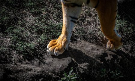 Téléchargez les photos : Trois tigres du Bengale royal au zoo de Guadalajara ont agi de manière très énergique, curieuse et ludique. Tous ont offert de nombreux bons coups sur une période de 1 heure - en image libre de droit