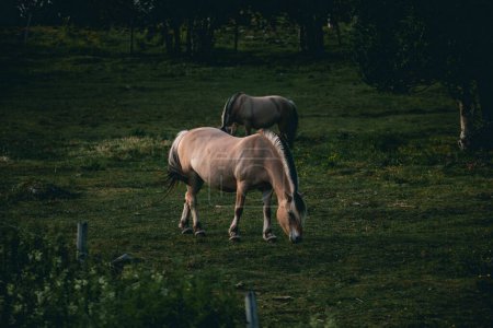 Téléchargez les photos : Une paire de mignons petits chevaux mangeant de l'herbe dans un beau champ vert dans le nord de la Norvège - en image libre de droit