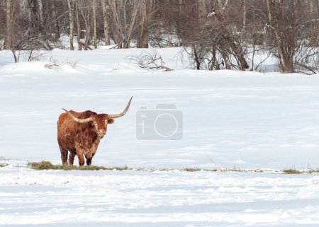 Foto de Una vaca de cuerno largo caminando en un campo cubierto de nieve durante el invierno en Montana, EE.UU. - Imagen libre de derechos